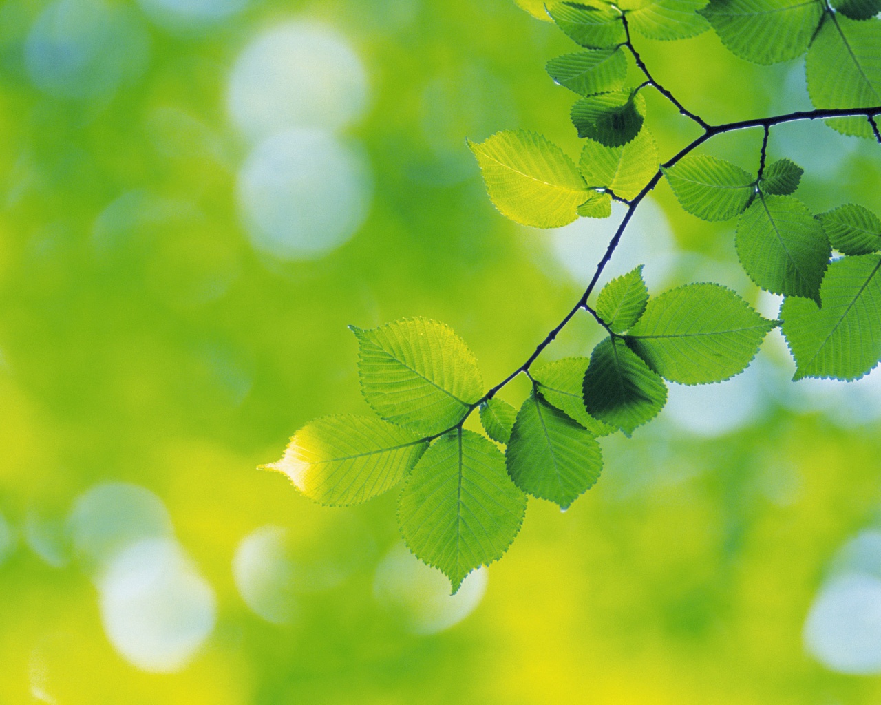 Зеленая ветка с листьями обои