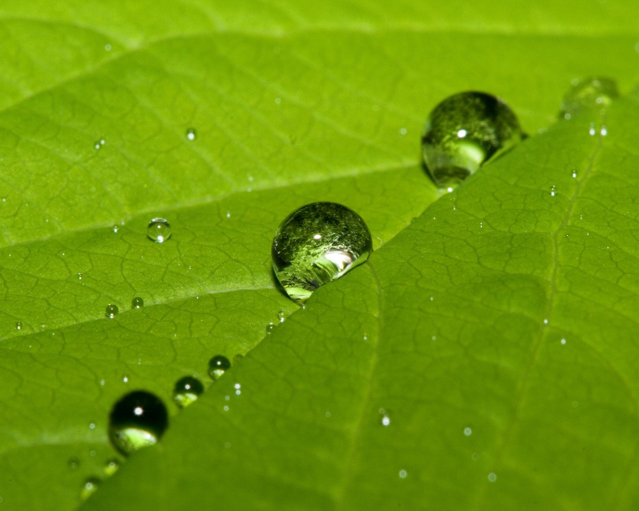 Капли на листе обои