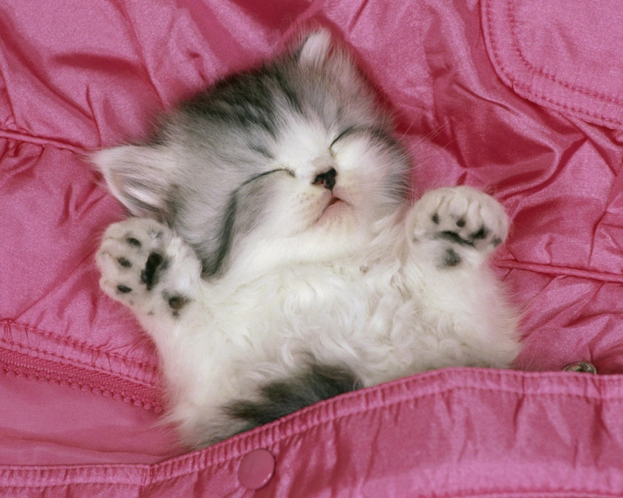 Котенок на розовой куртке обои