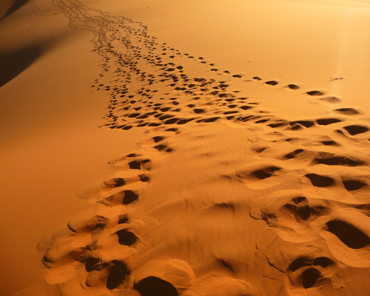 Следы в пустыне обои