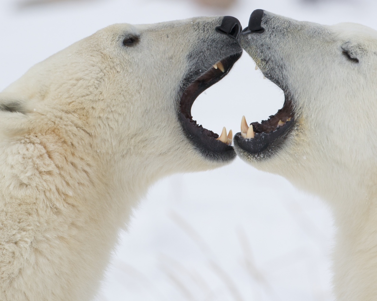Полярные медведи обои