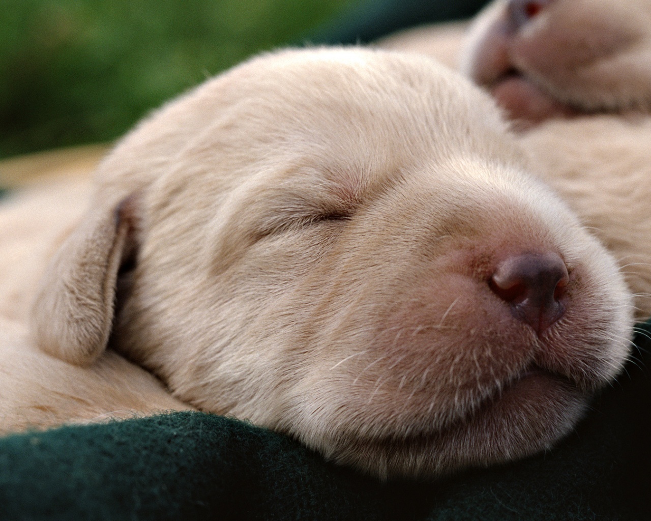 Мордочки симпатичных щенков обои