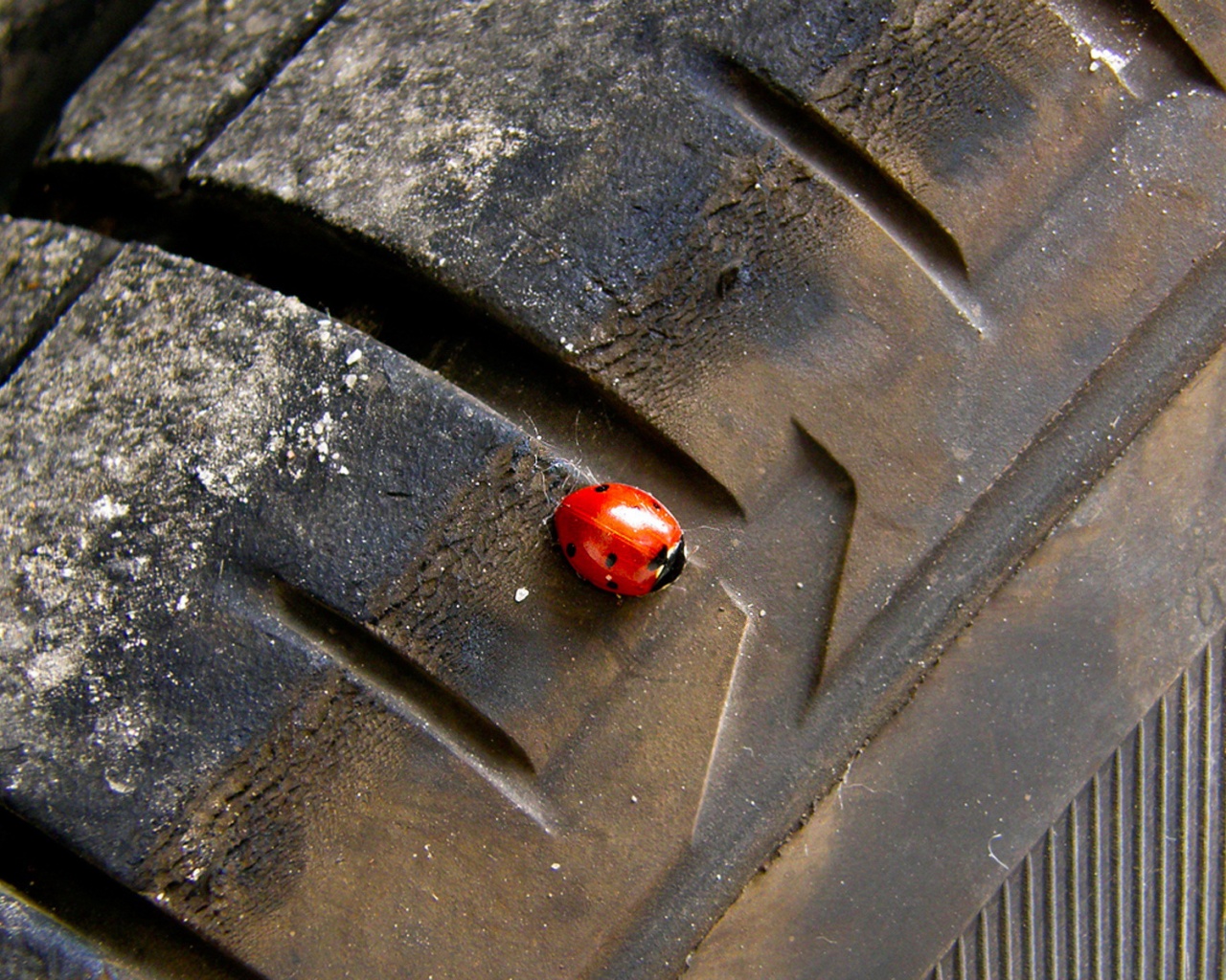 Божья коровка на автомобильной покрышке обои