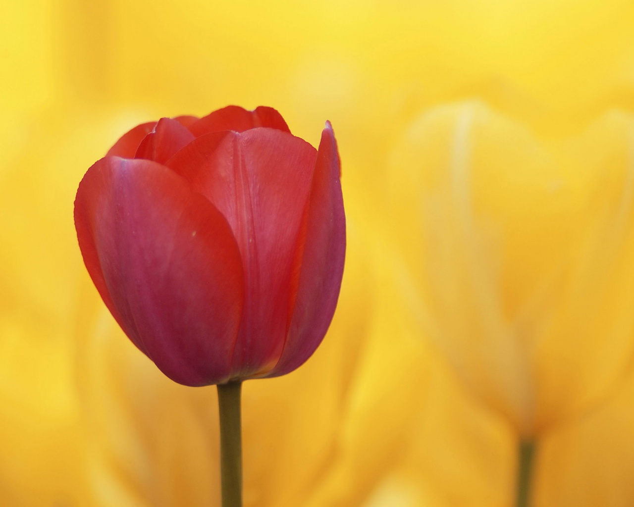 Красный тюльпан обои