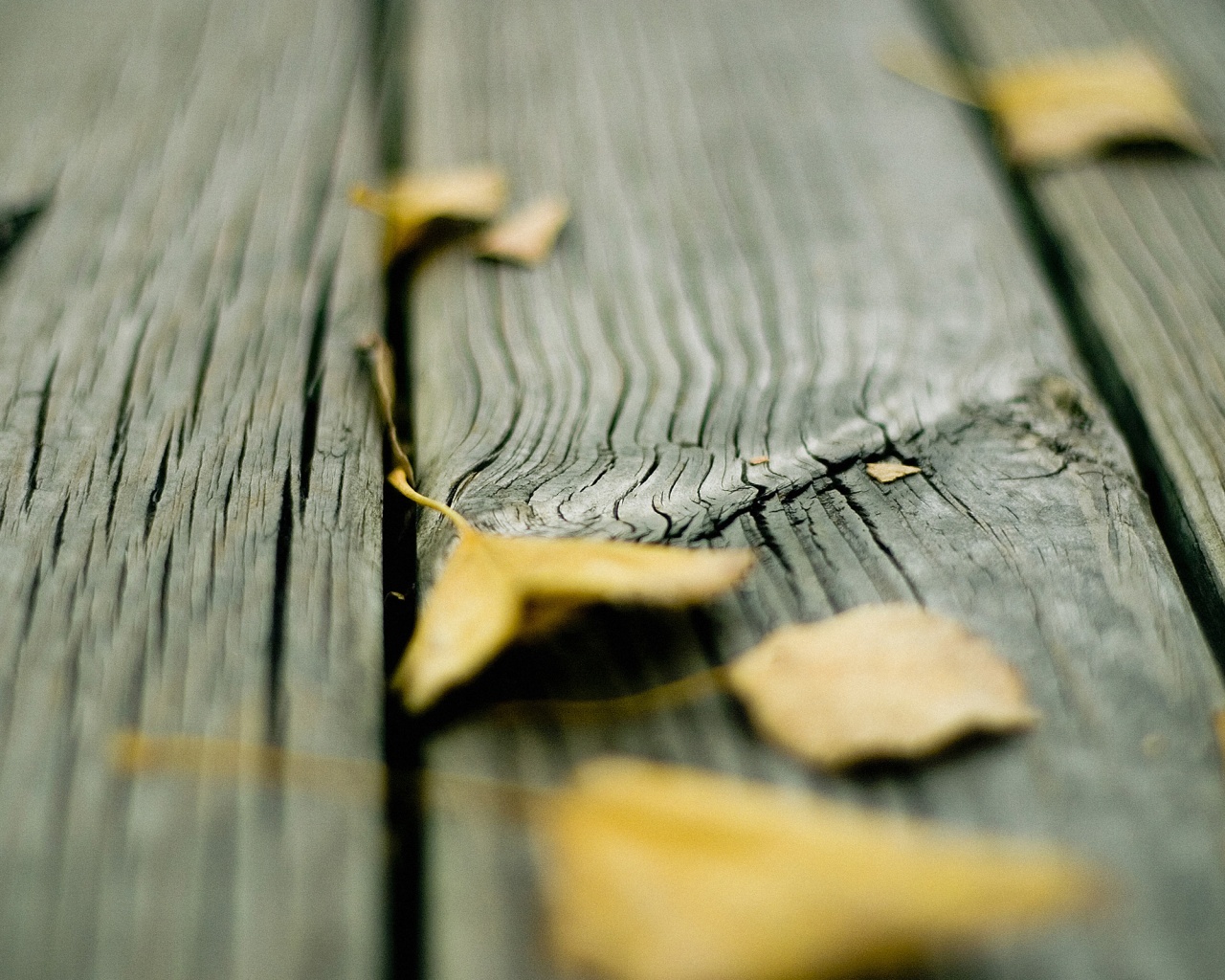 Листья на дощатом полу обои