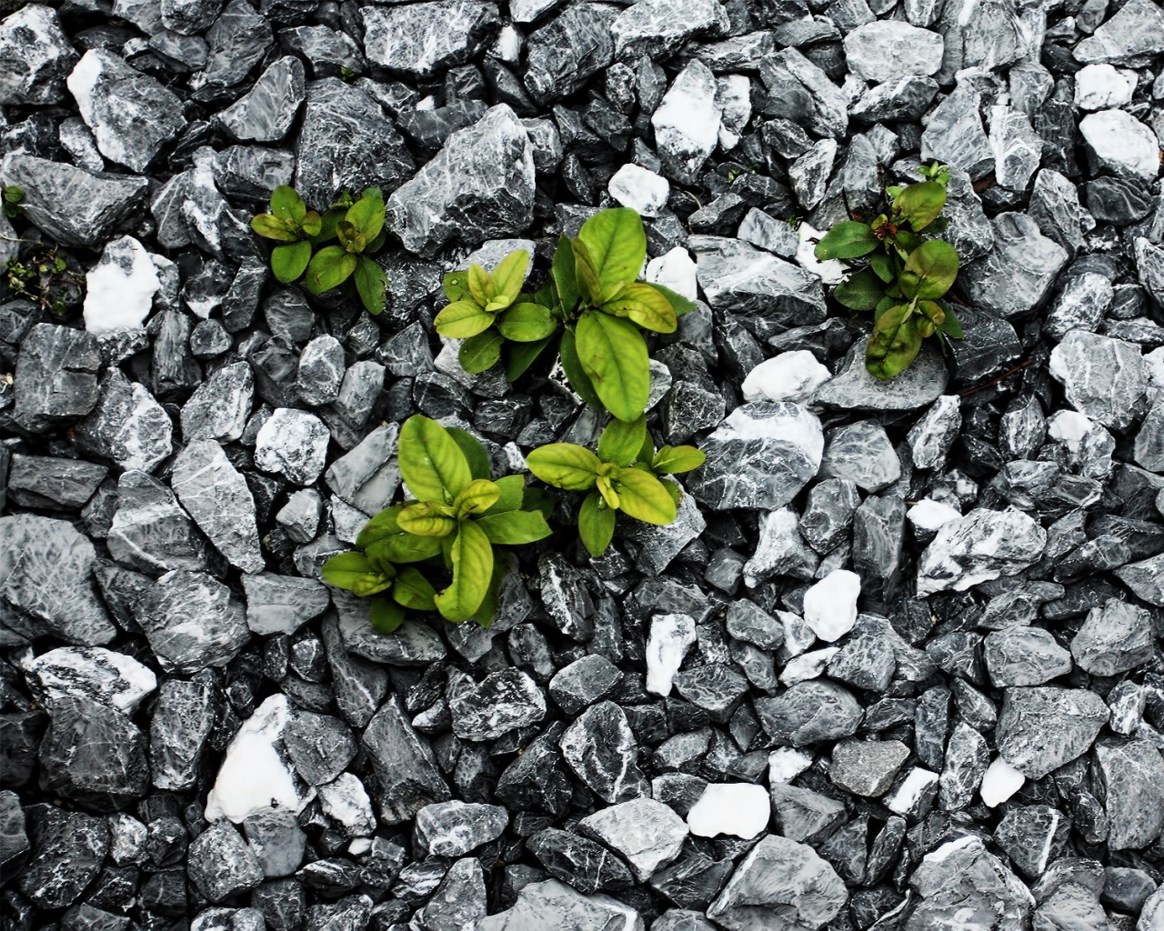 Цветы среди камней обои