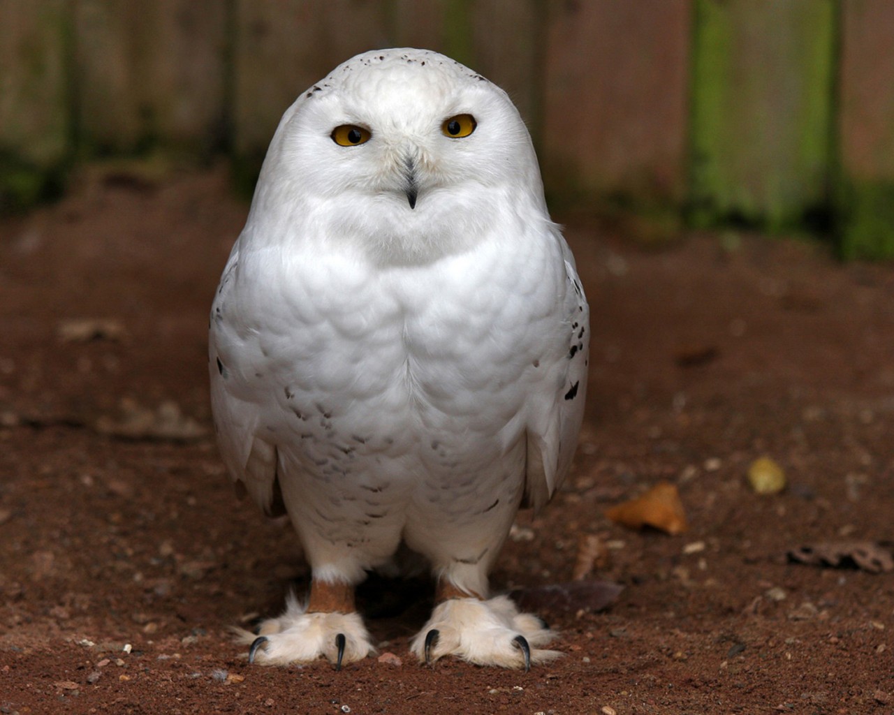 Белая сова обои
