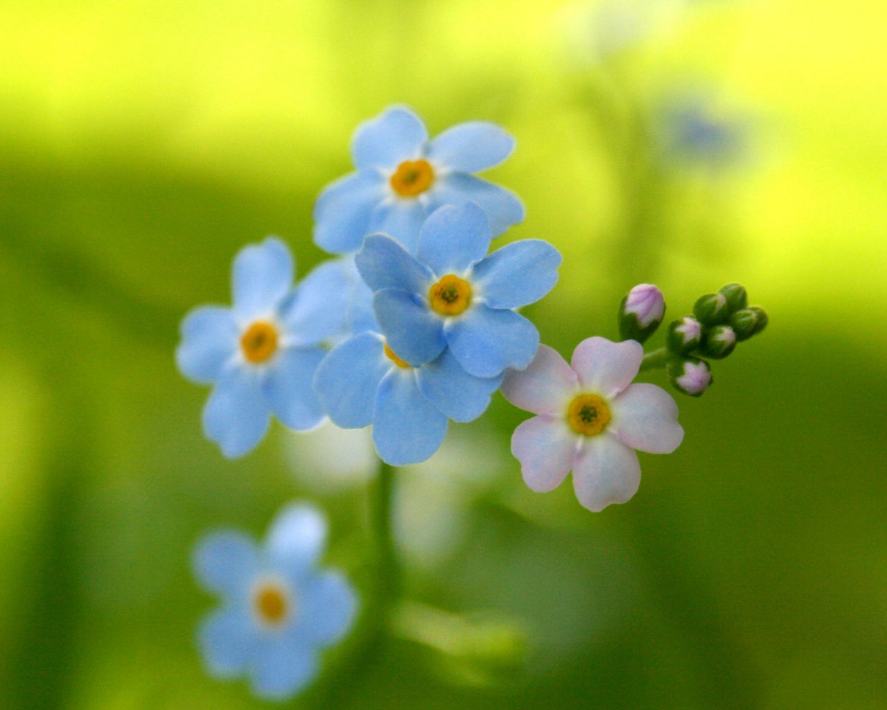 Обои цветов обои