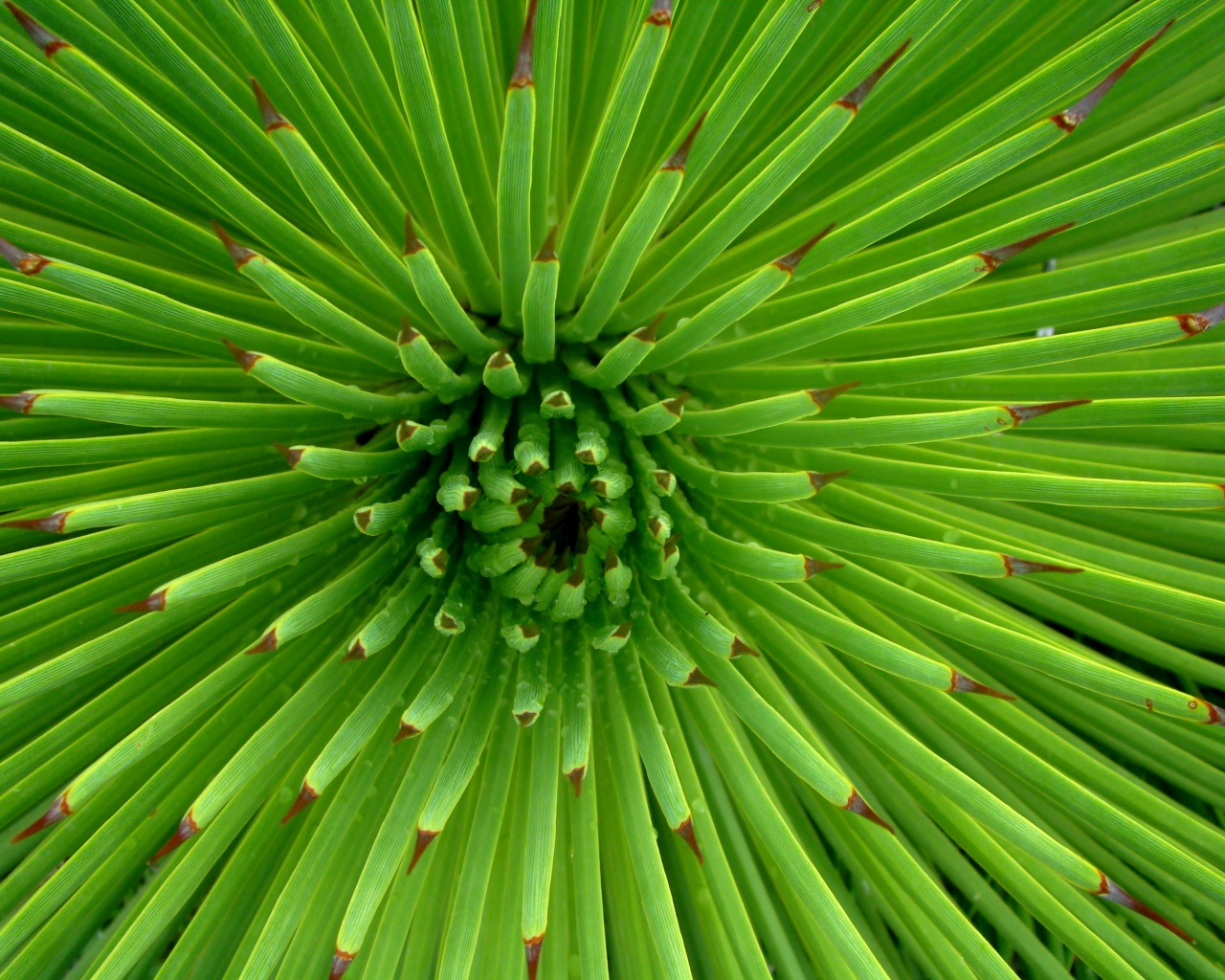 Хищный цветок обои