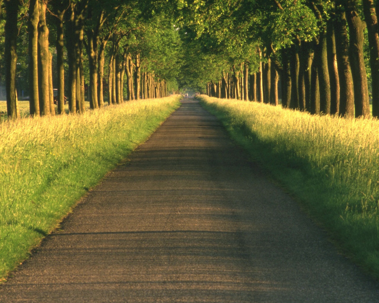 Живописная аллея обои