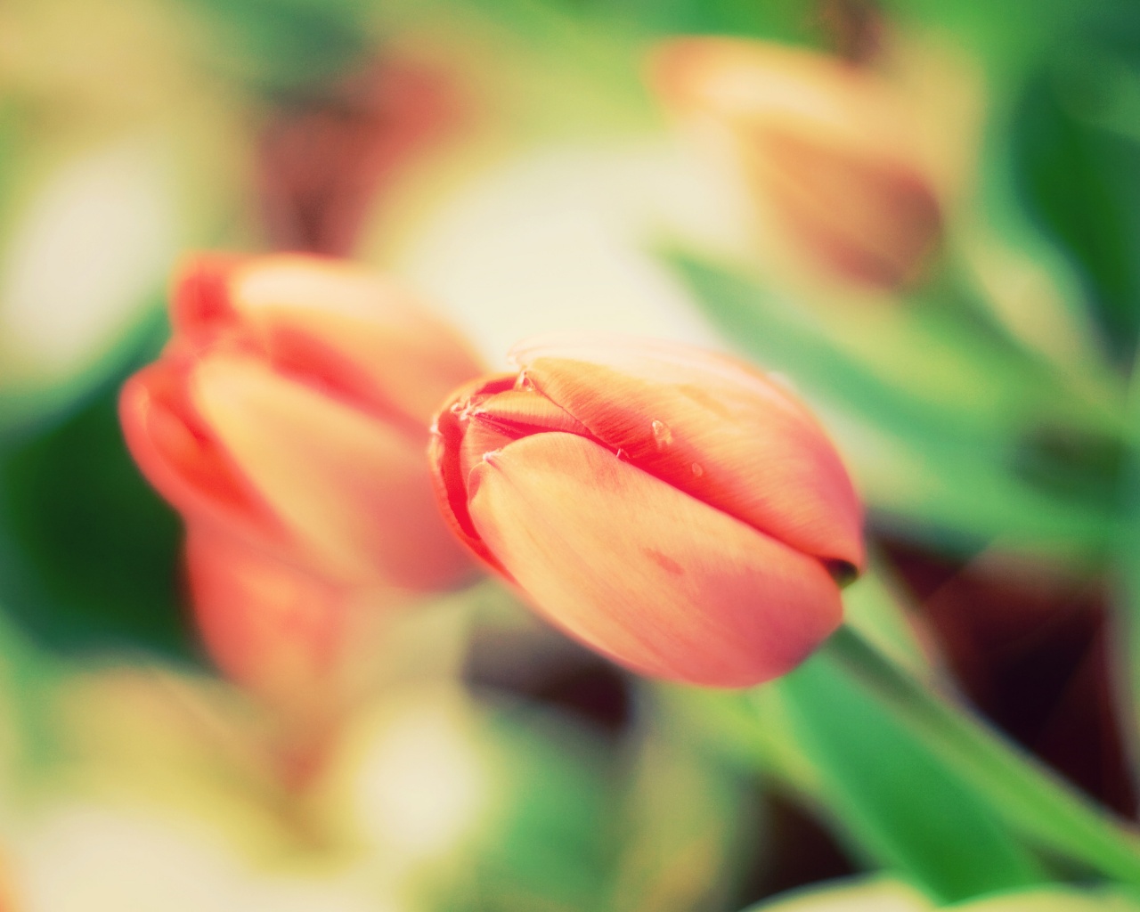 Красивый тюльпан обои