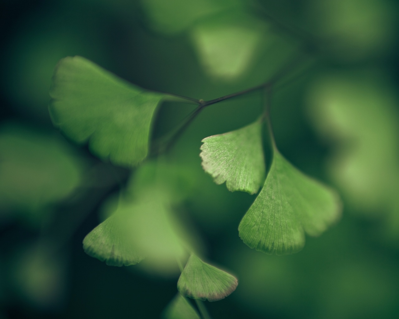 Дикие зеленые листья обои