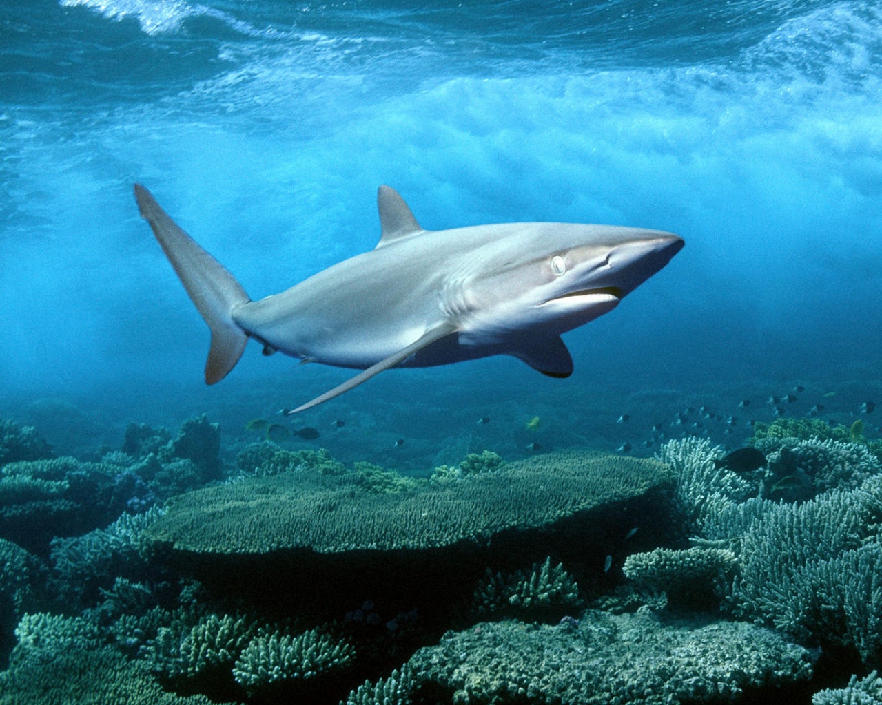 Акула в море обои
