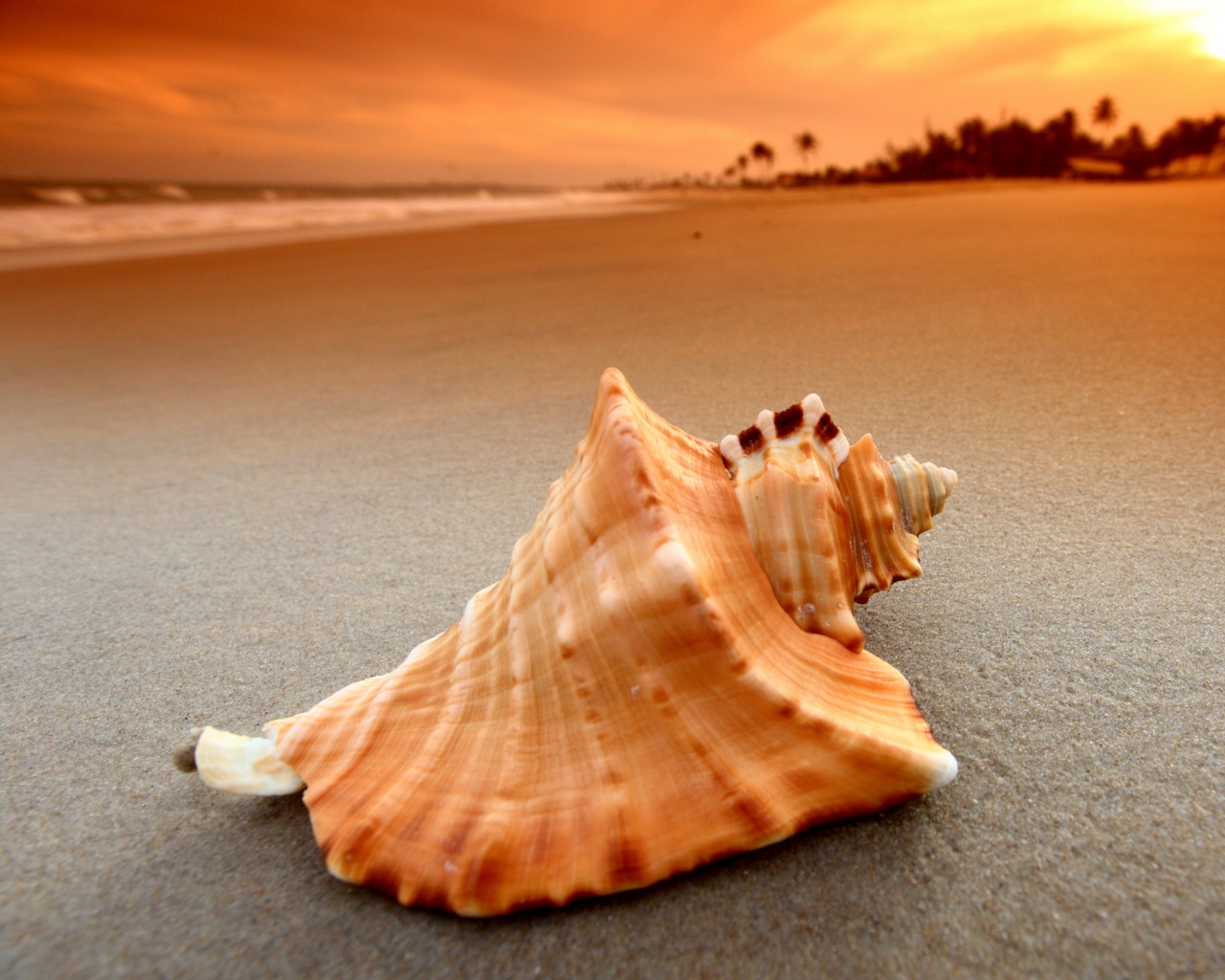 Красивая раковина обои