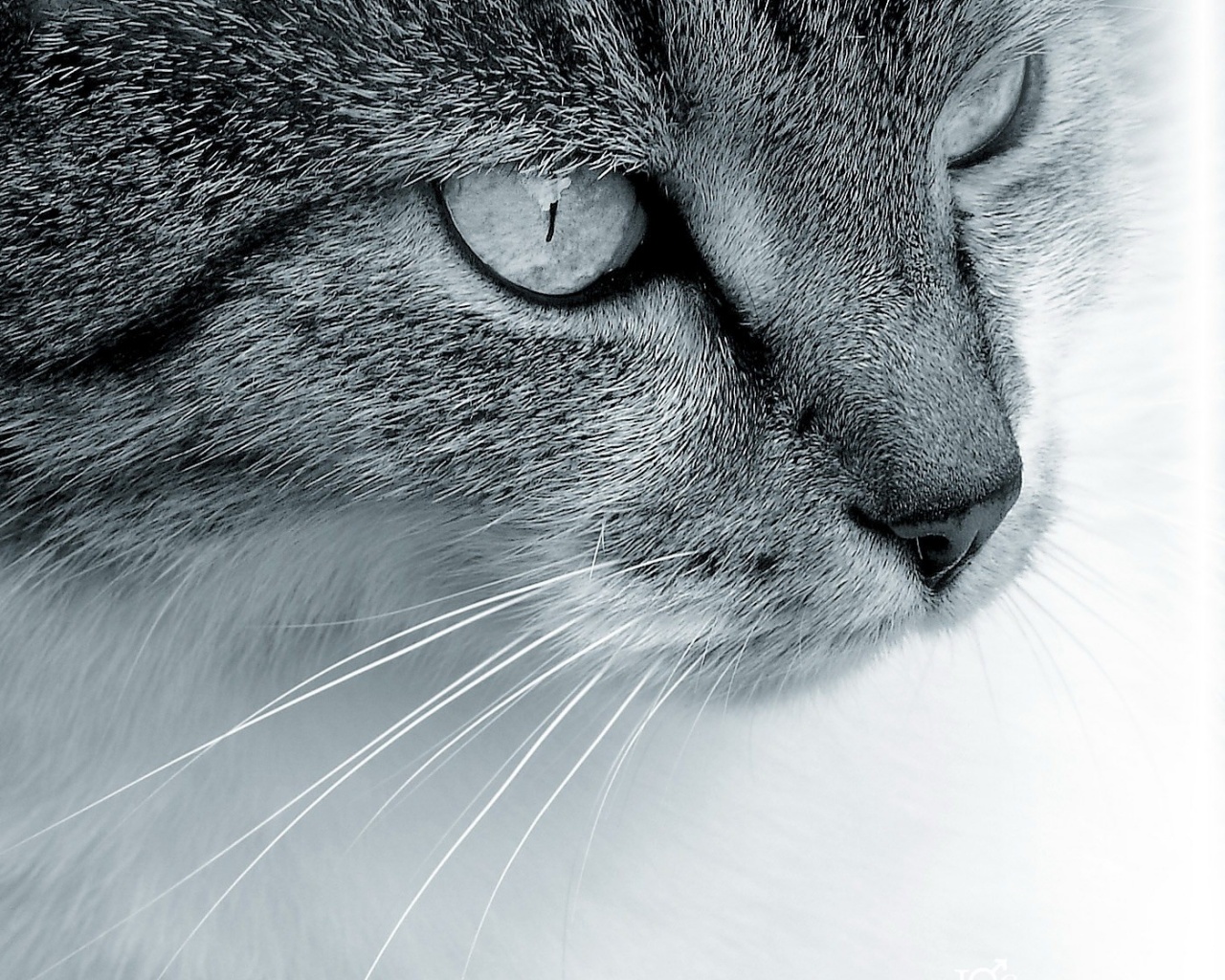 Очень красивый кот обои