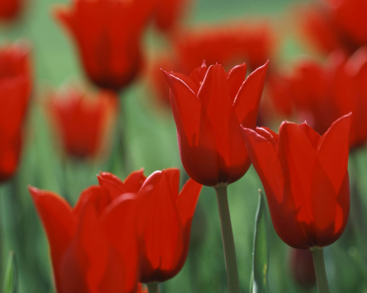 Красные цветы обои