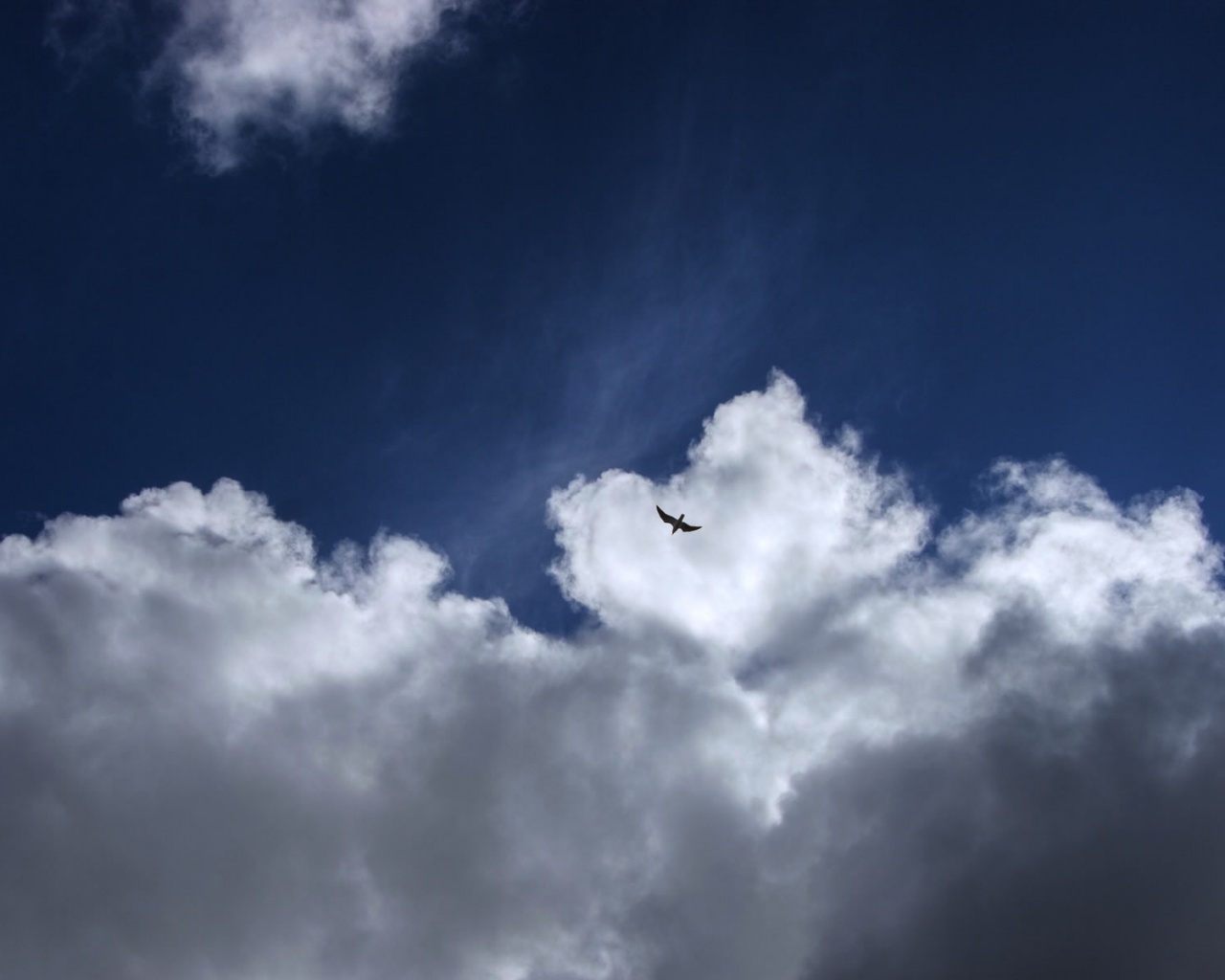Птица в небе обои