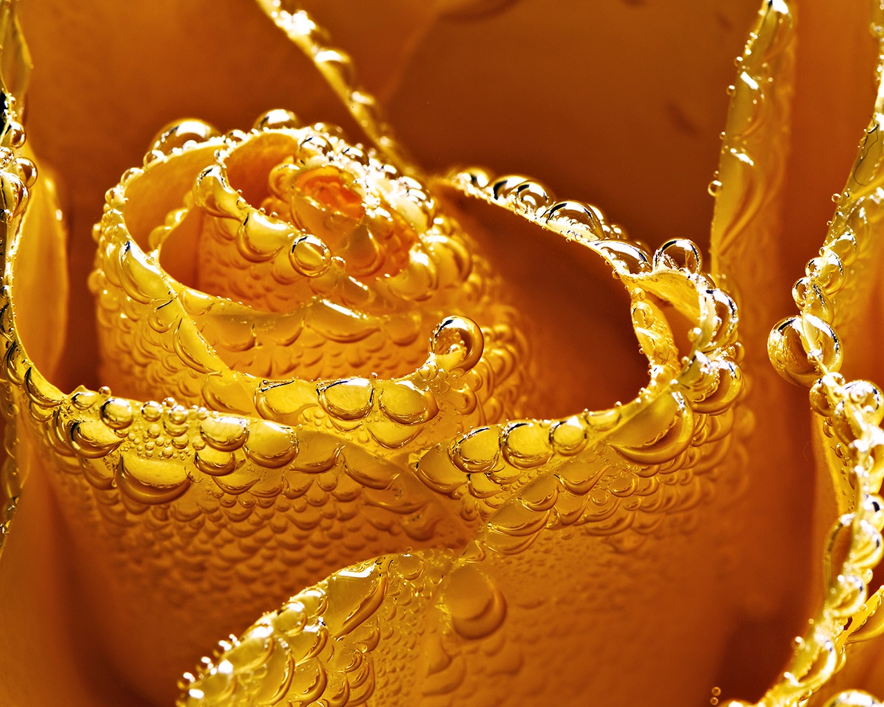 Мокрый желтый цветок обои