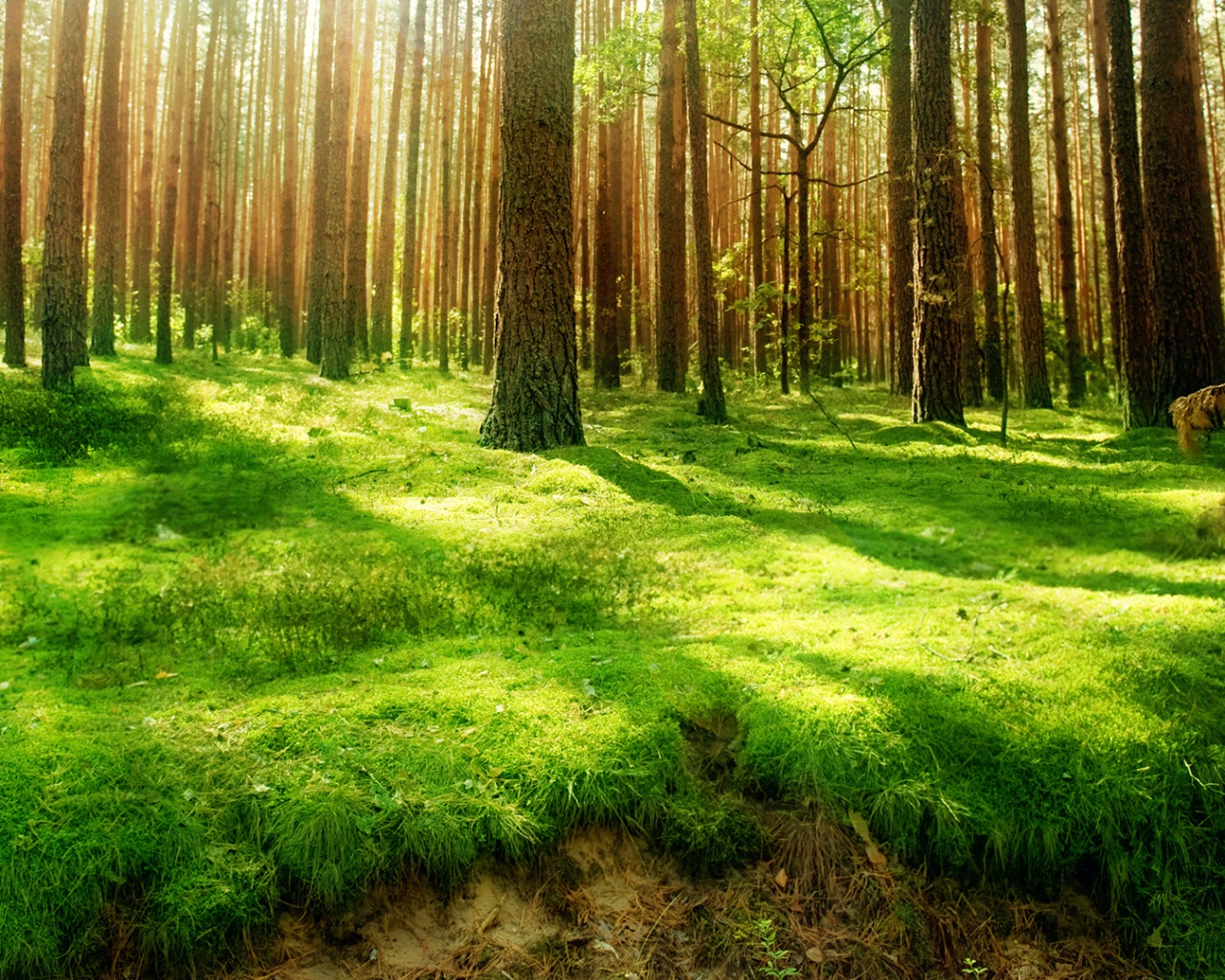 Солнечный лес обои