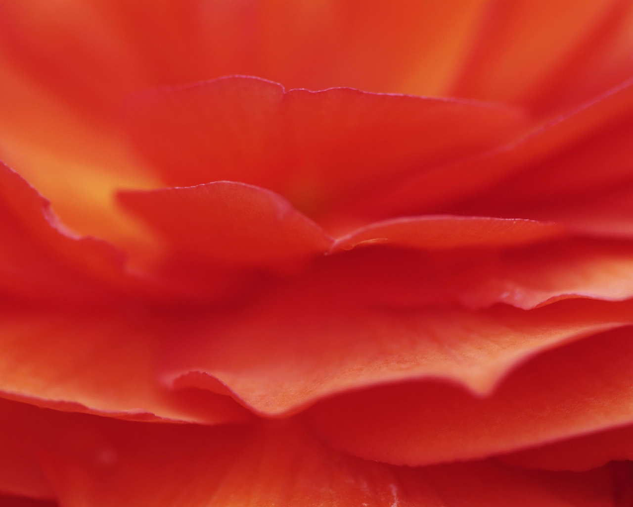 Лепестки красного цветка обои