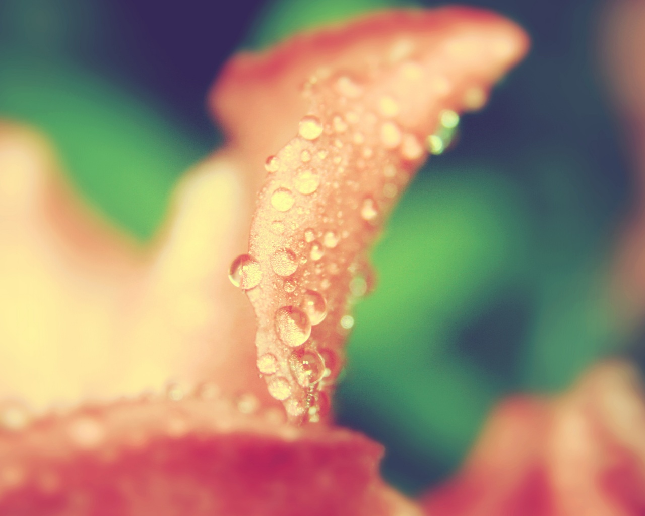 Капли росы на лепестке обои