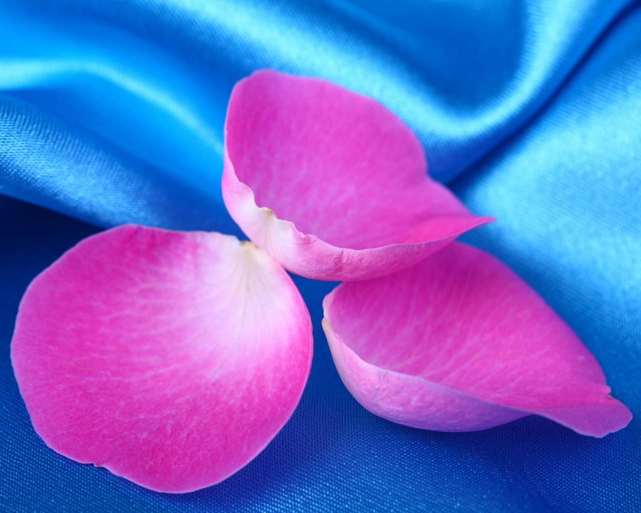 Лепестки розы на голубой ткани обои
