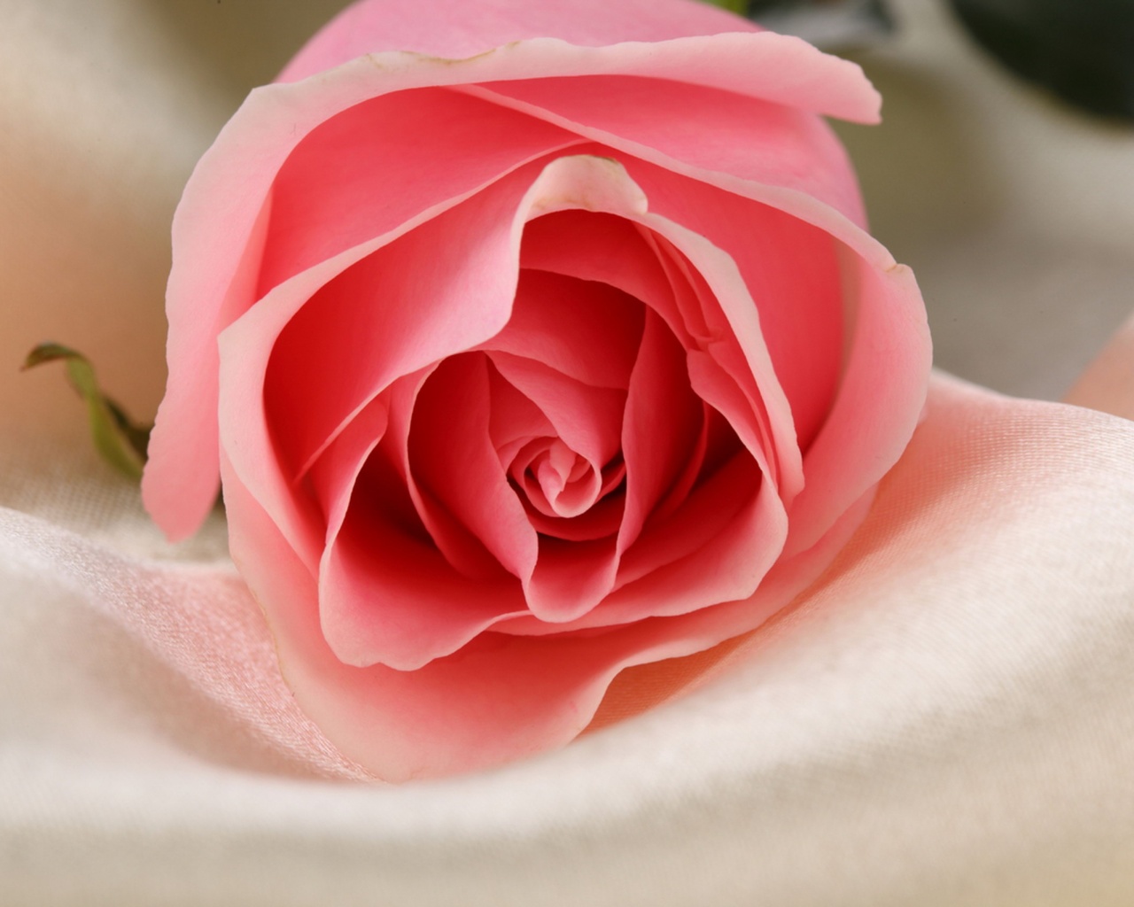 Нежная роза обои