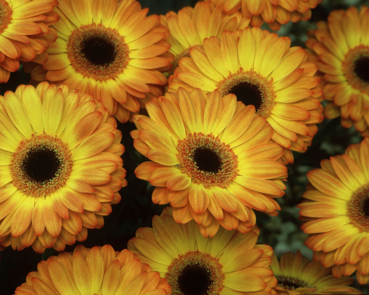 Желтые герберы обои