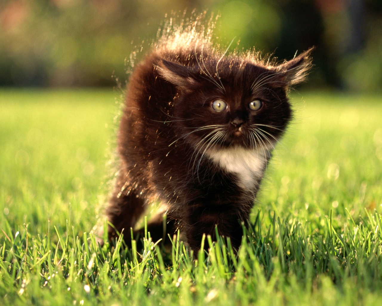 Кот воитель обои