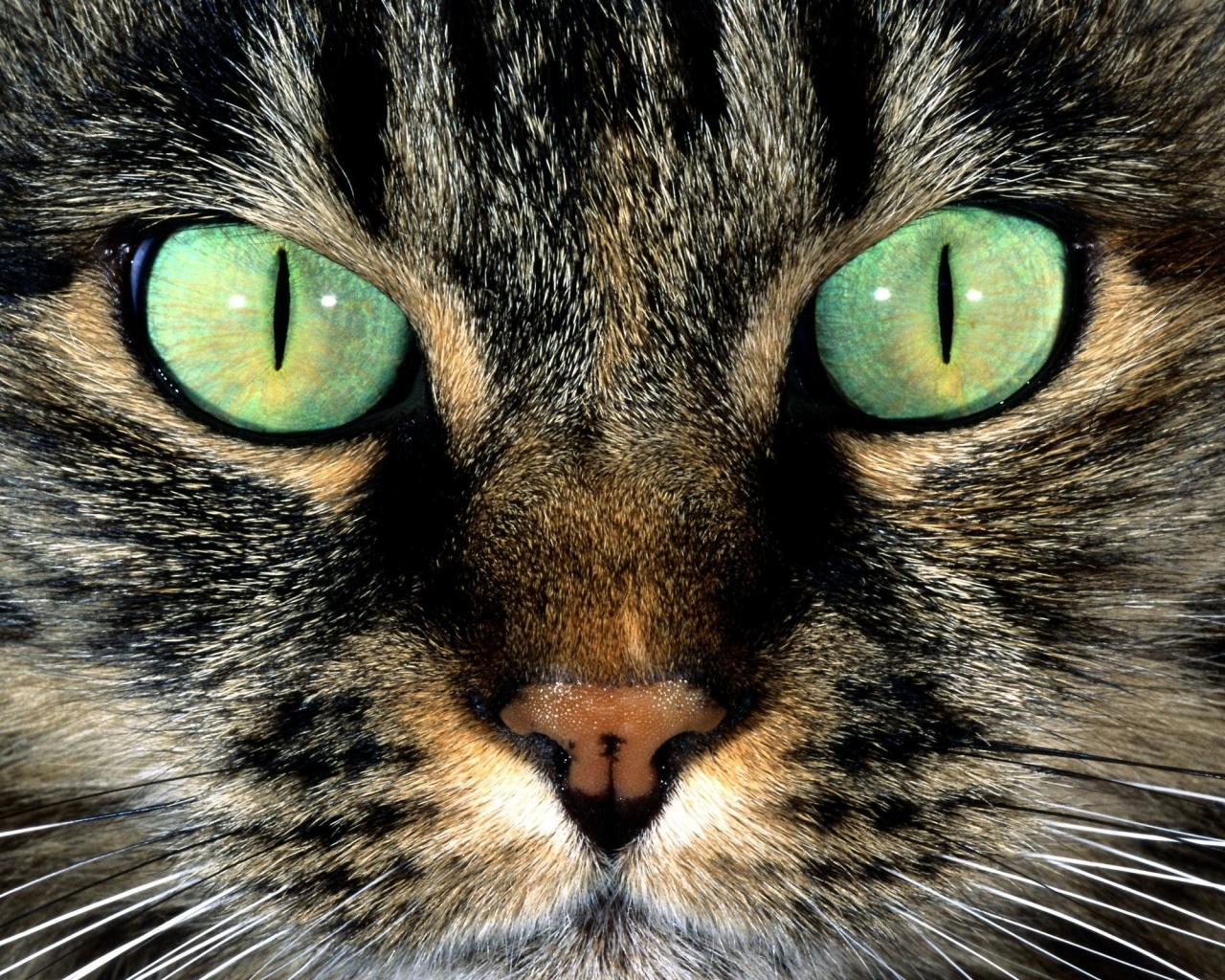 Кошачья морда обои