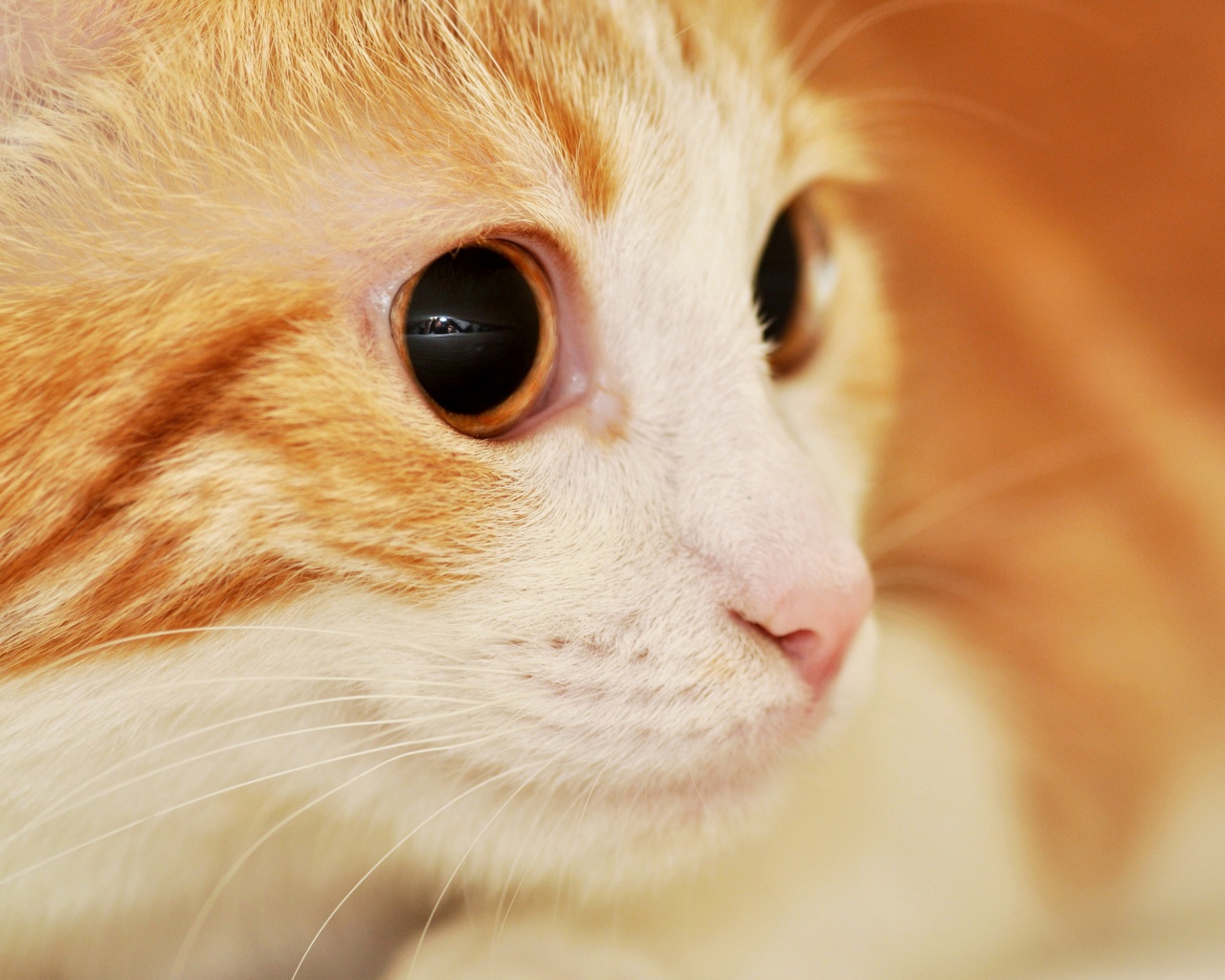 Кот с большими глазами обои