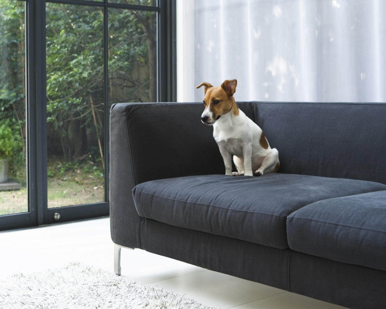 Пес на диване обои