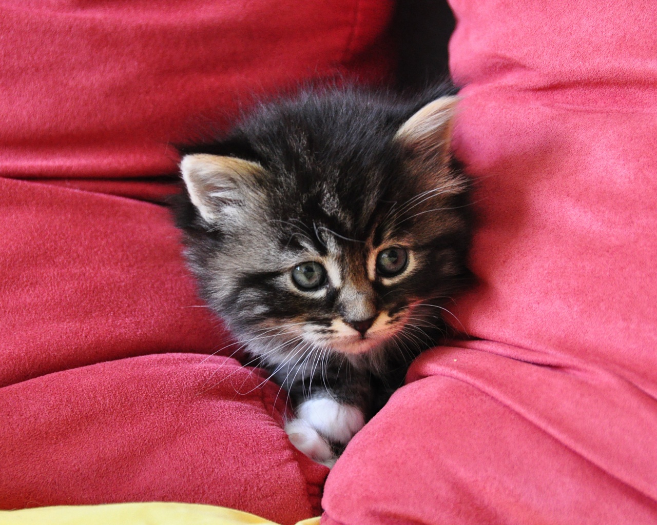 Котенок в подушках обои