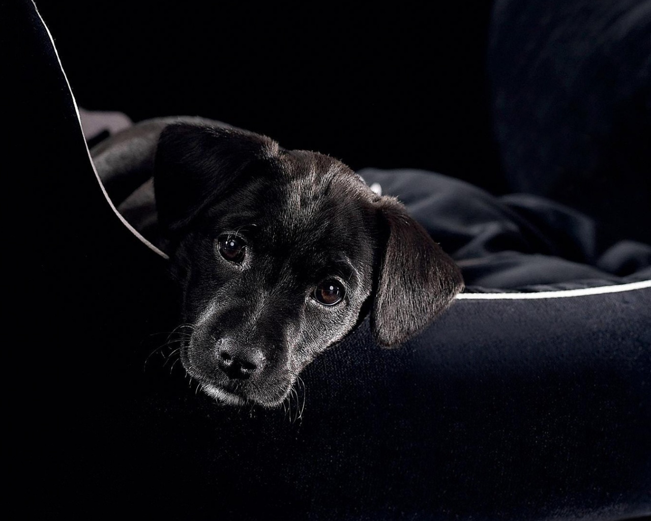 Собачка в сумке обои