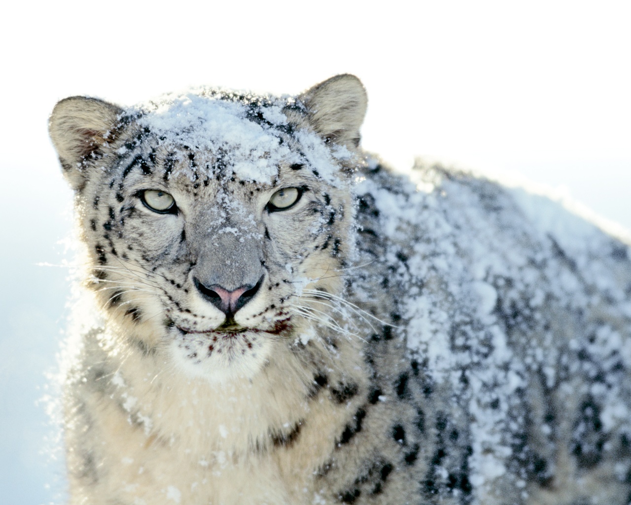 Снежный леопард обои