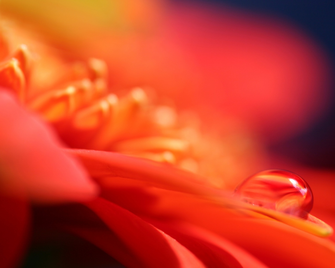 Пламенный цветок обои