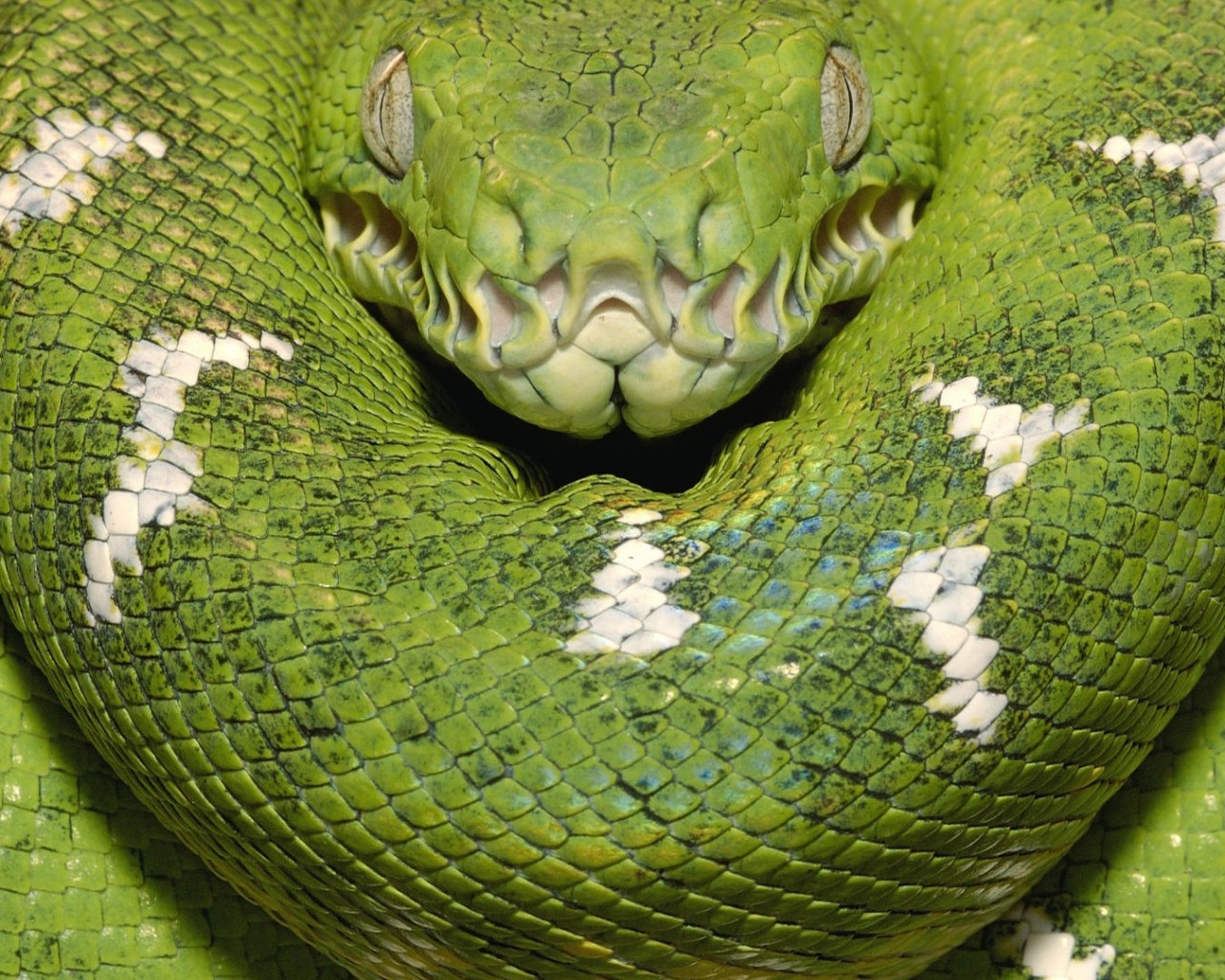 Зеленая змея обои