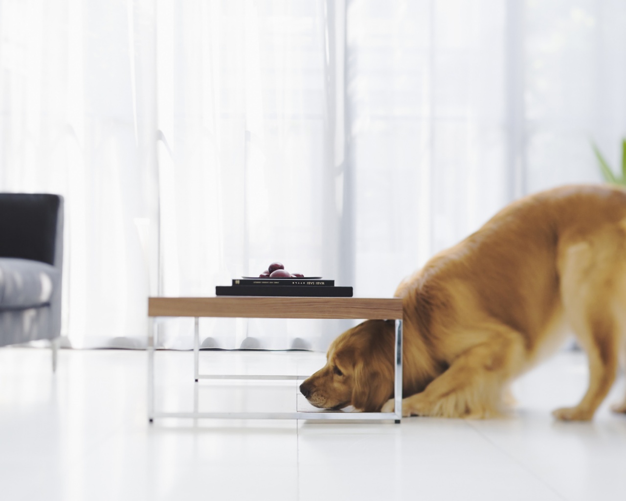 Большая собака под маленький столик обои