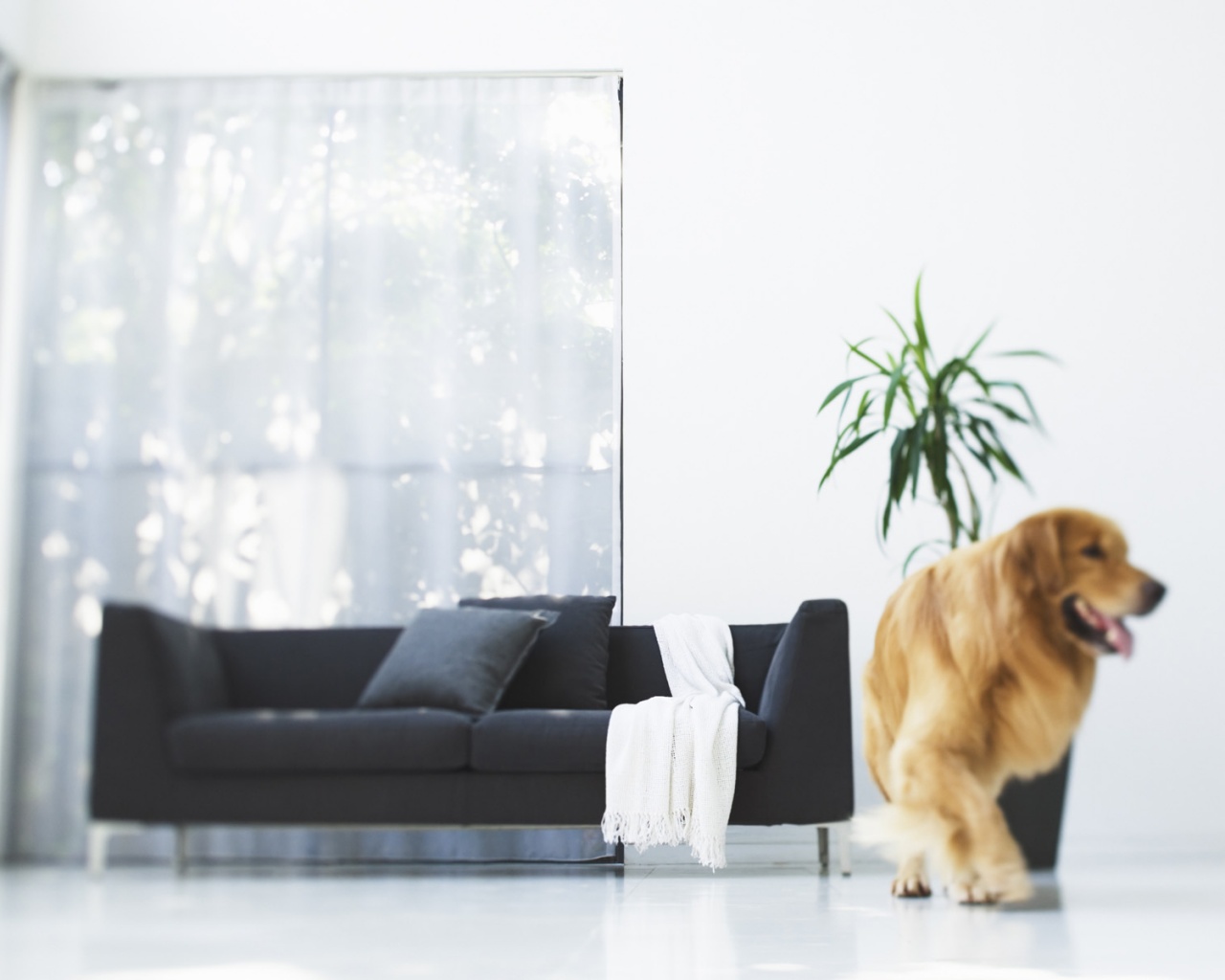 Собака в быту обои