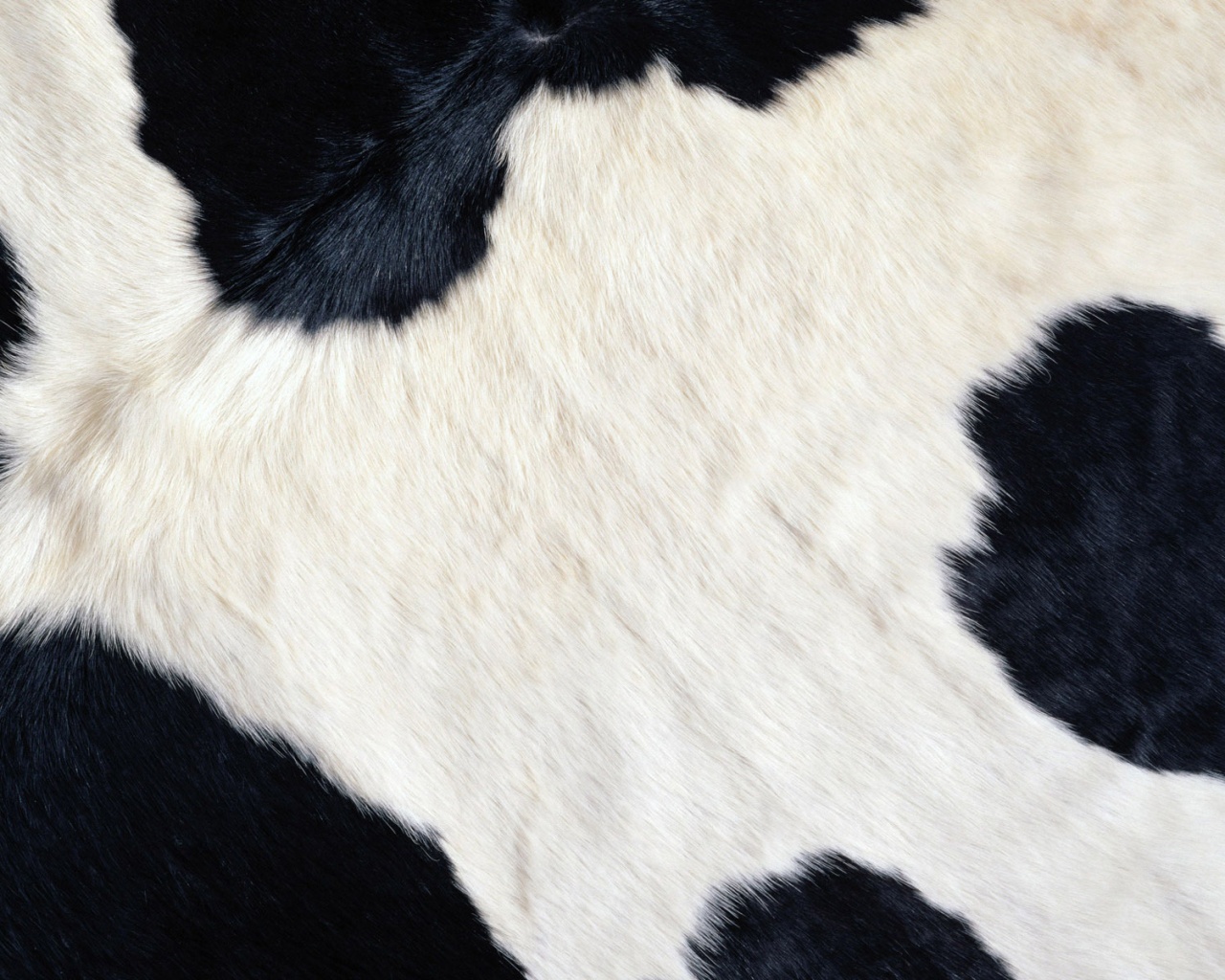 Шкура коровы обои