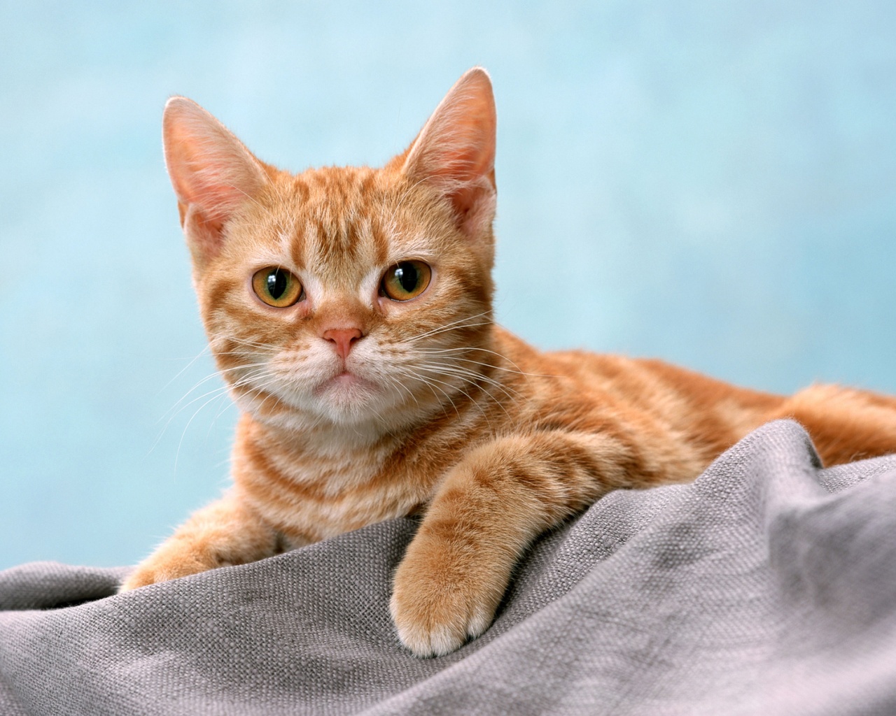 Котеночек обои