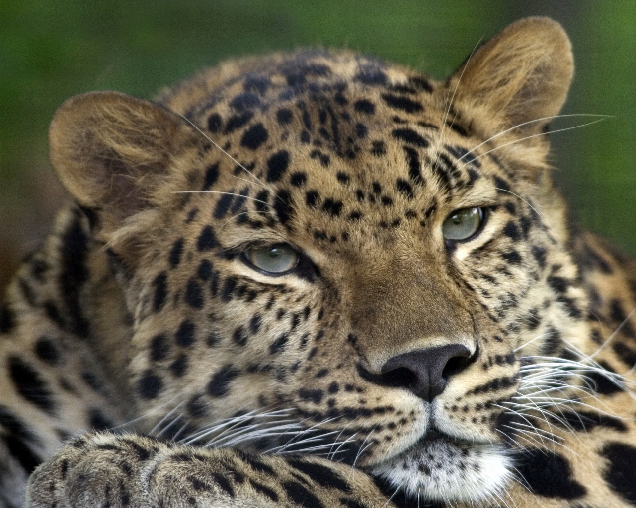 Злопасный ягуляр обои