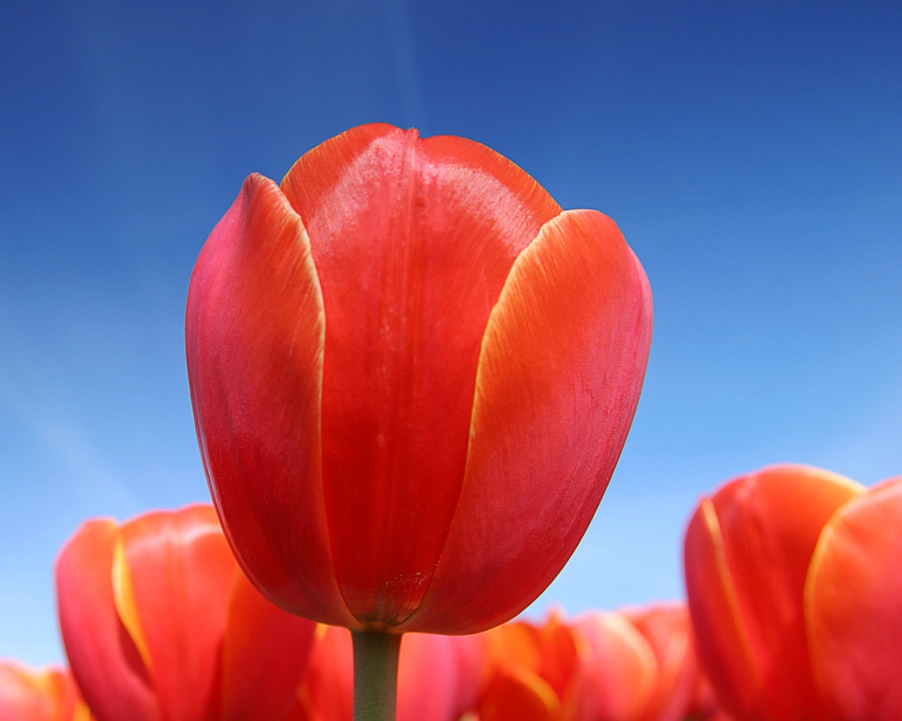 Тюльпан обои