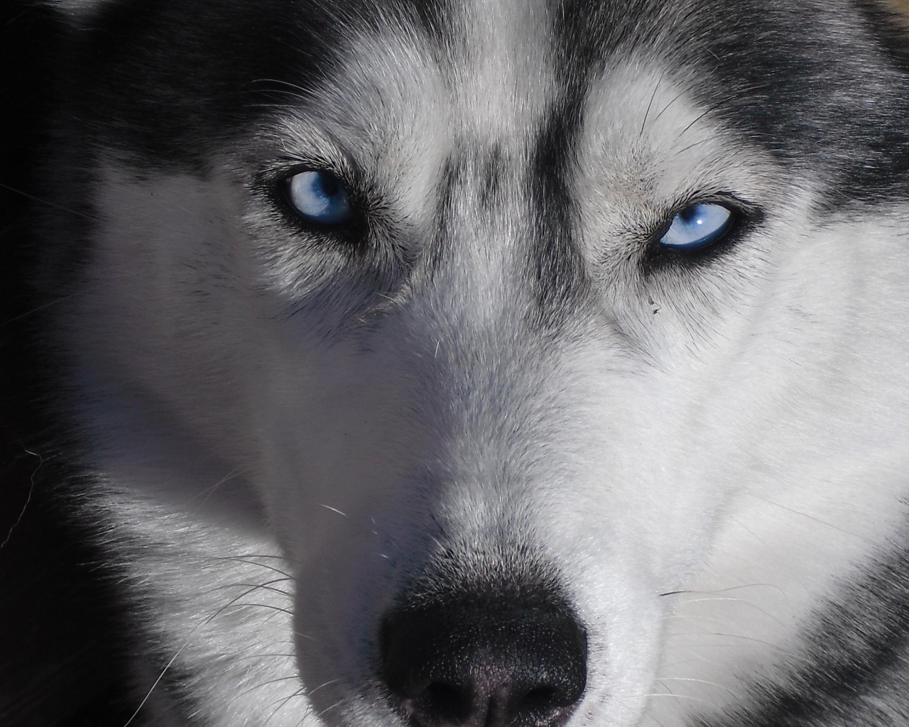 Собака с голубыми глазами обои