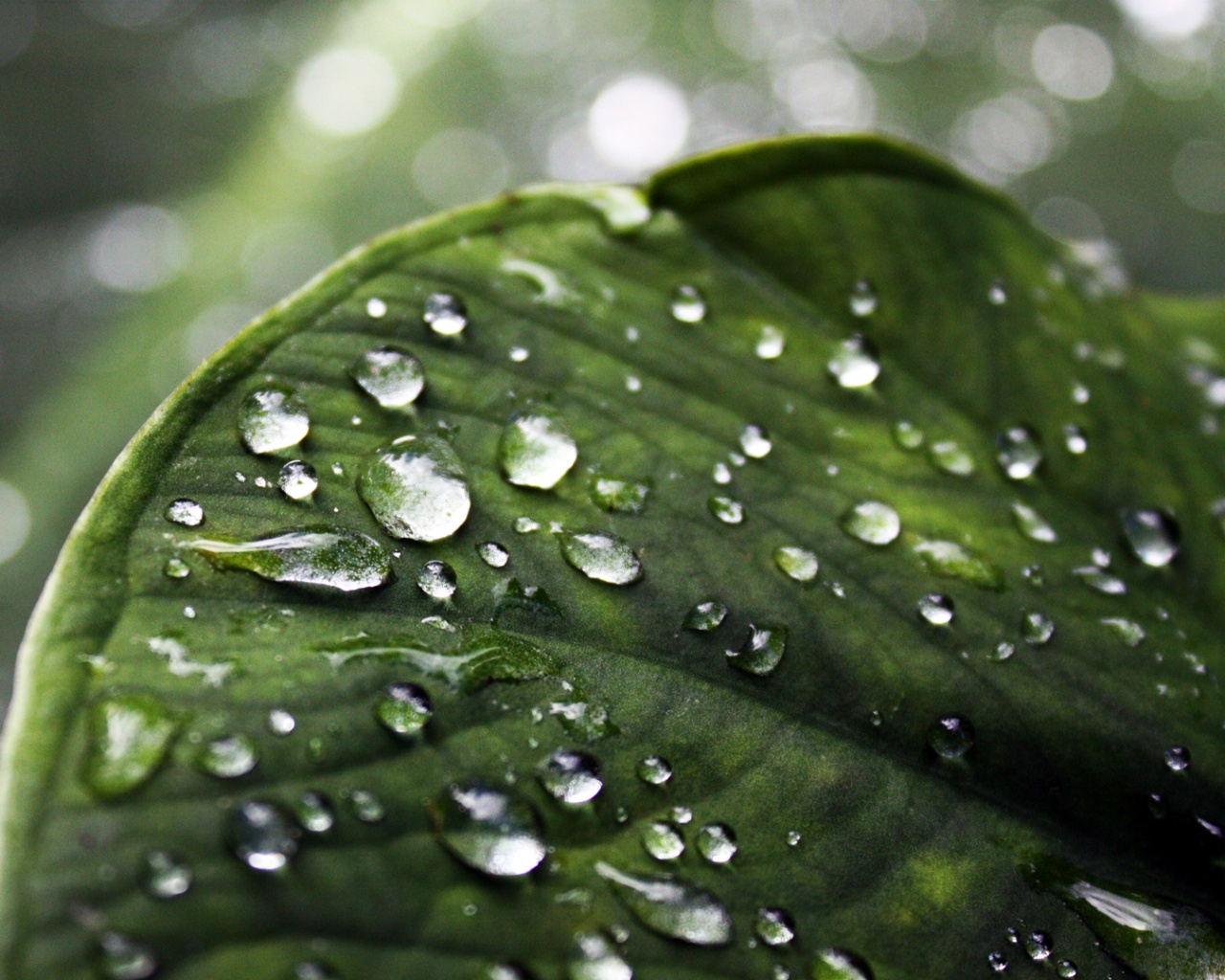 Роса на листке обои