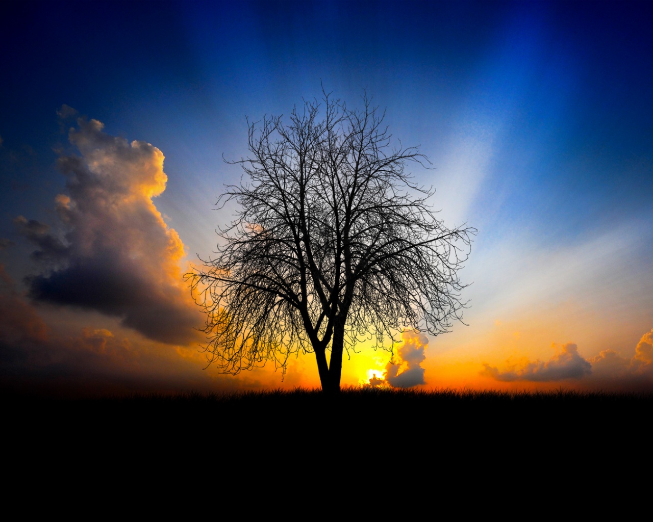 Дерево на закате обои