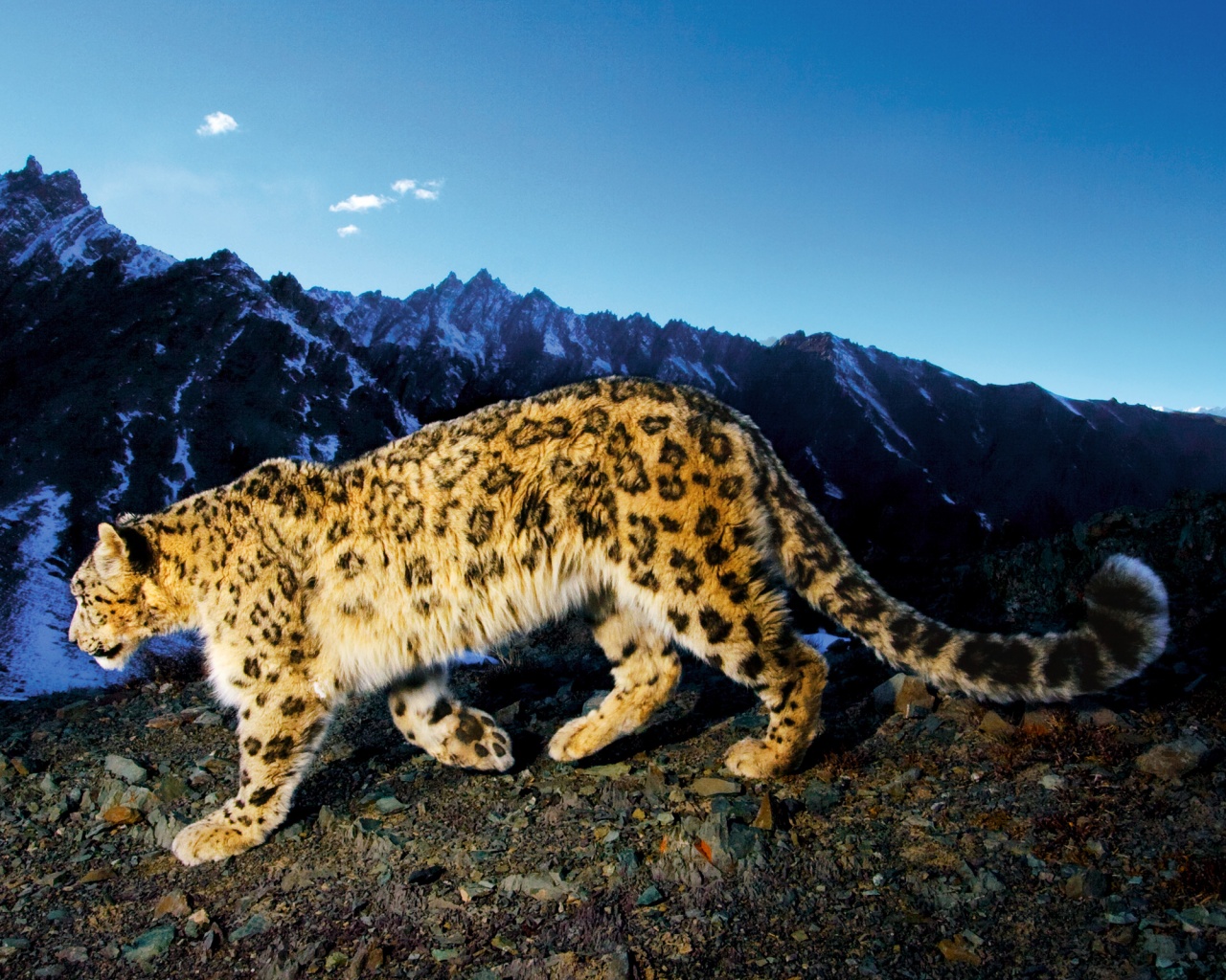 Леопард обои