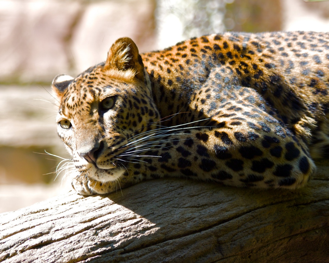 Отдых леопарда обои