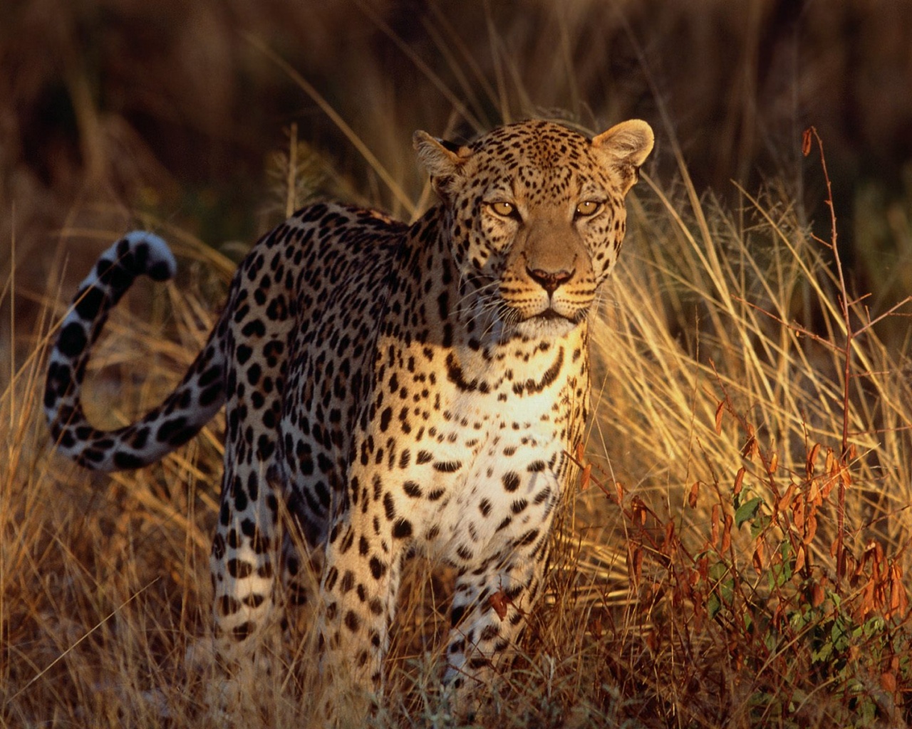 Леопард на охоте обои