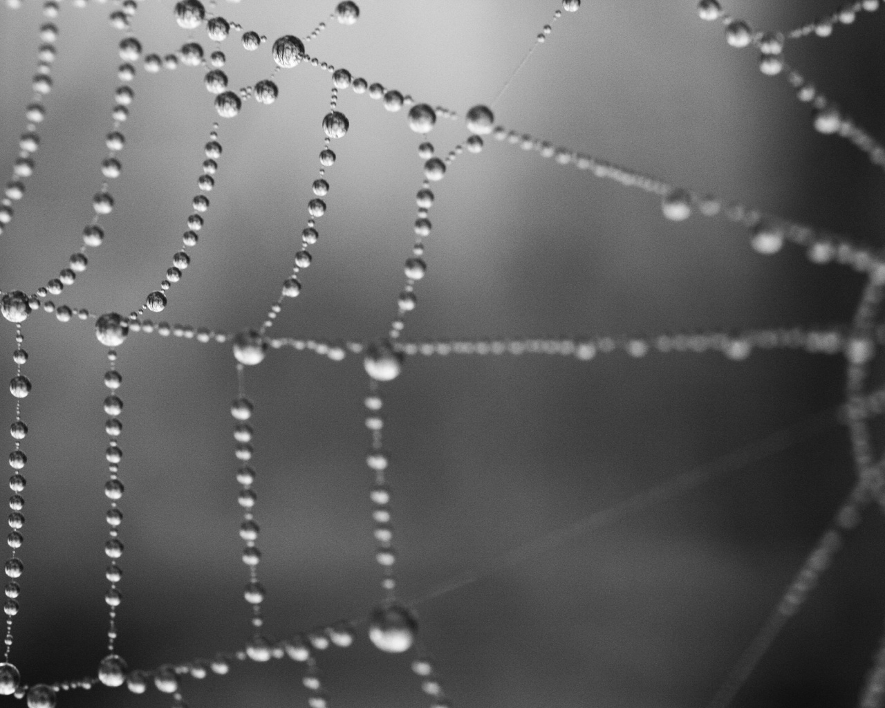 Капли на паутине обои